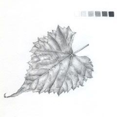 Leaf, graphite ©Pamela Riddle