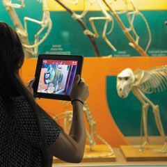 Visitor in the Bone Hall viewing the AR content for the Mandrill. When using the tablet, a visitor sees a 3D model of a fully fleshed animal superimposed on the skeleton. Photo ©Nico Porcaro.
