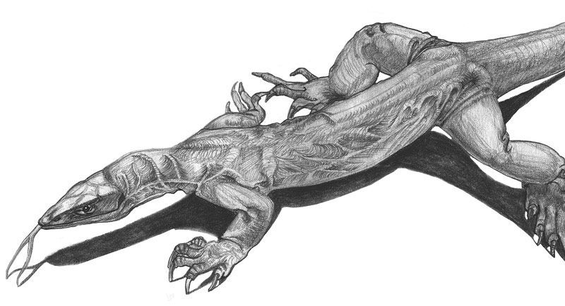 Gould’s Monitor (Varanus gouldii). Pencil illustration created for Celia Godkin’s non-credit natural science illustration course. ©Dino Pulerà