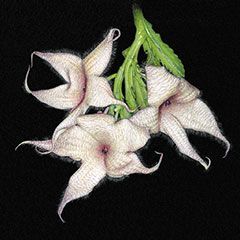 Carrion Flower (Stapelia gigantea) Acrylic, color pencil, gouache, pastel dust on black presentation board. Scott Rawlins © 2013