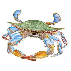 Chesapeake Blue Crab (Callinectes sapidus), original on (9x12) mixed media paper in mixed media (20% watercolor and watercolor pencils).
© 2018 Minnelli Lucy France
