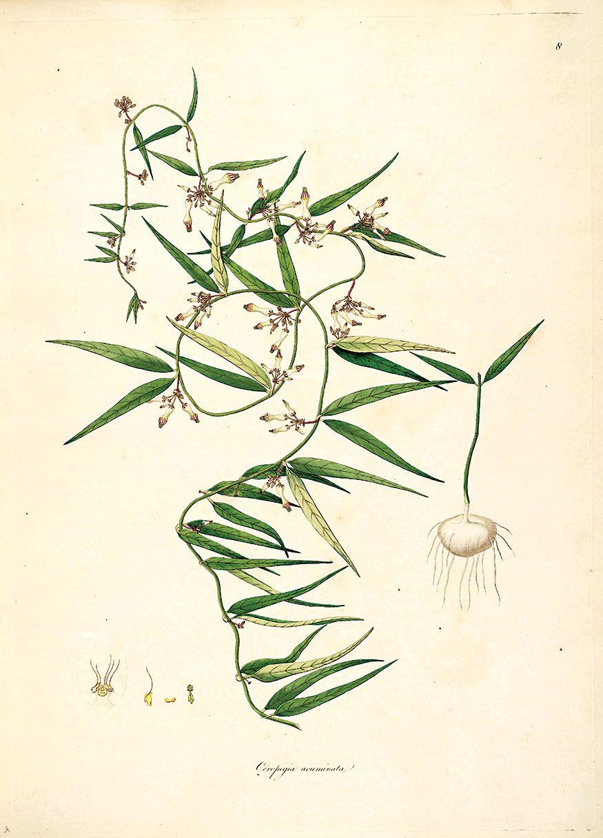 Plants of the coast of Coromandel: Ceropegia acuminata.