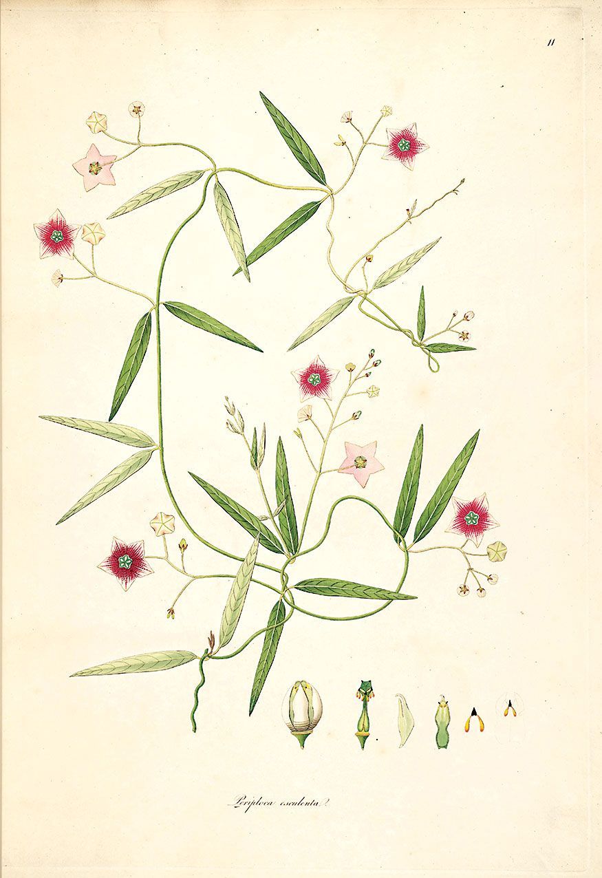 Plants of the coast of Coromandel: Periploca esculenta.
