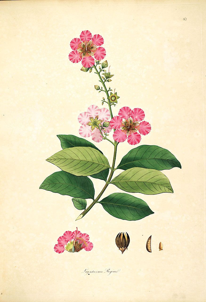 Plants of the Coromandel: Lagerstroemia reginae (now Lagerstroemia speciosa