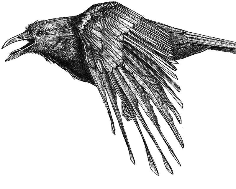 American crow (Corvus brachyrhyncho). Pencil illustration created for Celia Godkin’s non-credit natural science illustration course.
©Dino Pulerà