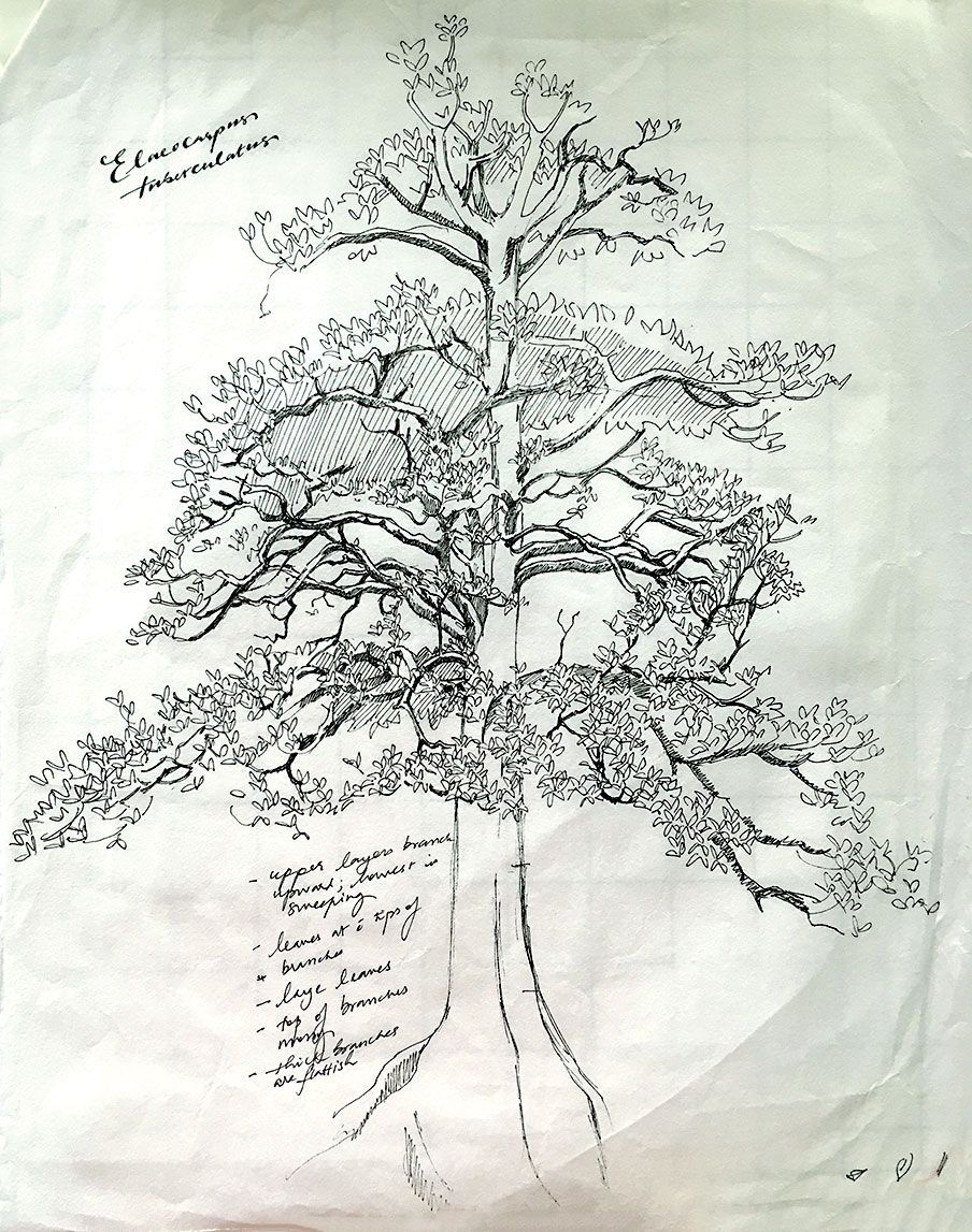 Rough sketch of an Elaeocarpus tuberculatus tree, drawn on site.