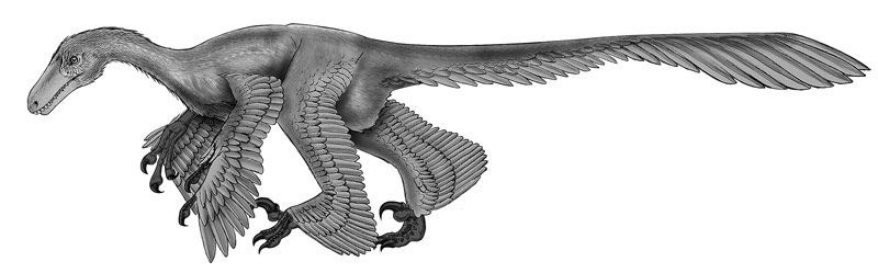 Acheroraptor, a feathered velociraptorine dromaeosaur from the Hell Creek Formation of Montana. Graphite pencil rendered in Photoshop®,©Dino Pulerà