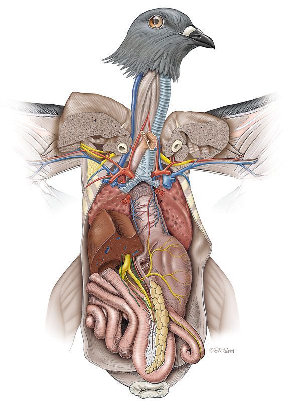 Rock Dove (Columba livia) viscera in ventral view (pencil sketch and color rendering in Photoshop®). © Dino Pulerà.