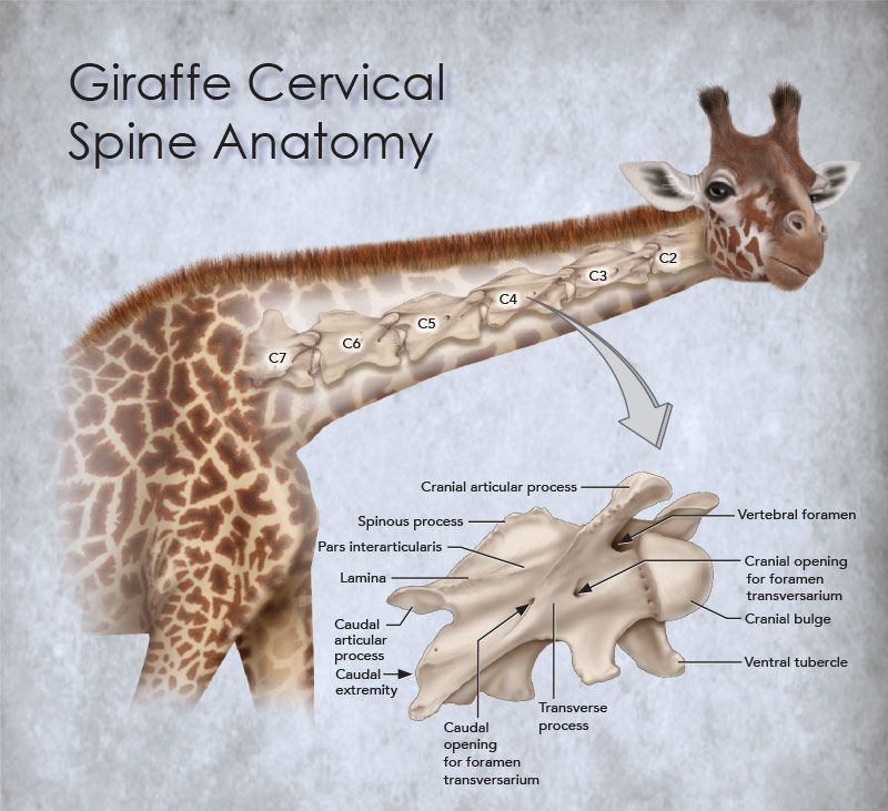 Giraffe cervical spinal anatomy, Photoshop®. © Dino Pulerà