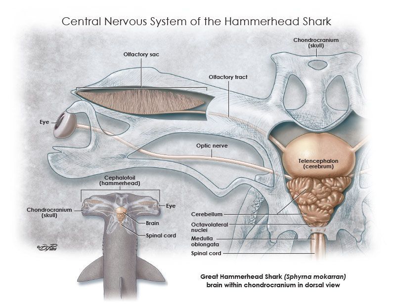 Central nervous system of the Great Hammerhead Shark, created as a personal research project. © Dino Pulerà