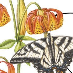 Flowers and Butterflies, Conference logo, © 2021 Erin Hunter