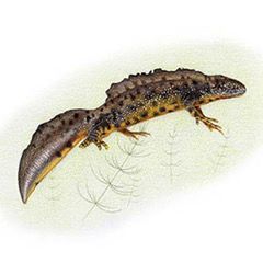 Great crested newt (Triturus cristatus). Colored Pencil © 2021 Monika Jasnauskaite.