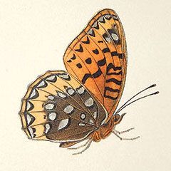 Butterfly - Tradimechanical art. Hand-painted lithograph, Argynnis nokomis nitocris. ©2023 Scott Rawlins