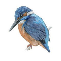 Bird - Gouache painting, reference photo - Siegfried Poepper. ©John Muir Laws