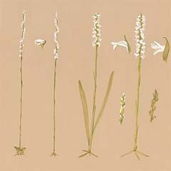 Spiranthes complex, Chiwaukee-Waukegan beach ridge plain species ©2022 Kathleen Marie Garness