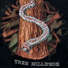 Tree Millipede ©2023 Lindsay Newey 