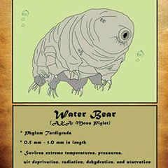 Re-created microbe “trading card” of a tardigrade. © 2021 Cheryl Wendling