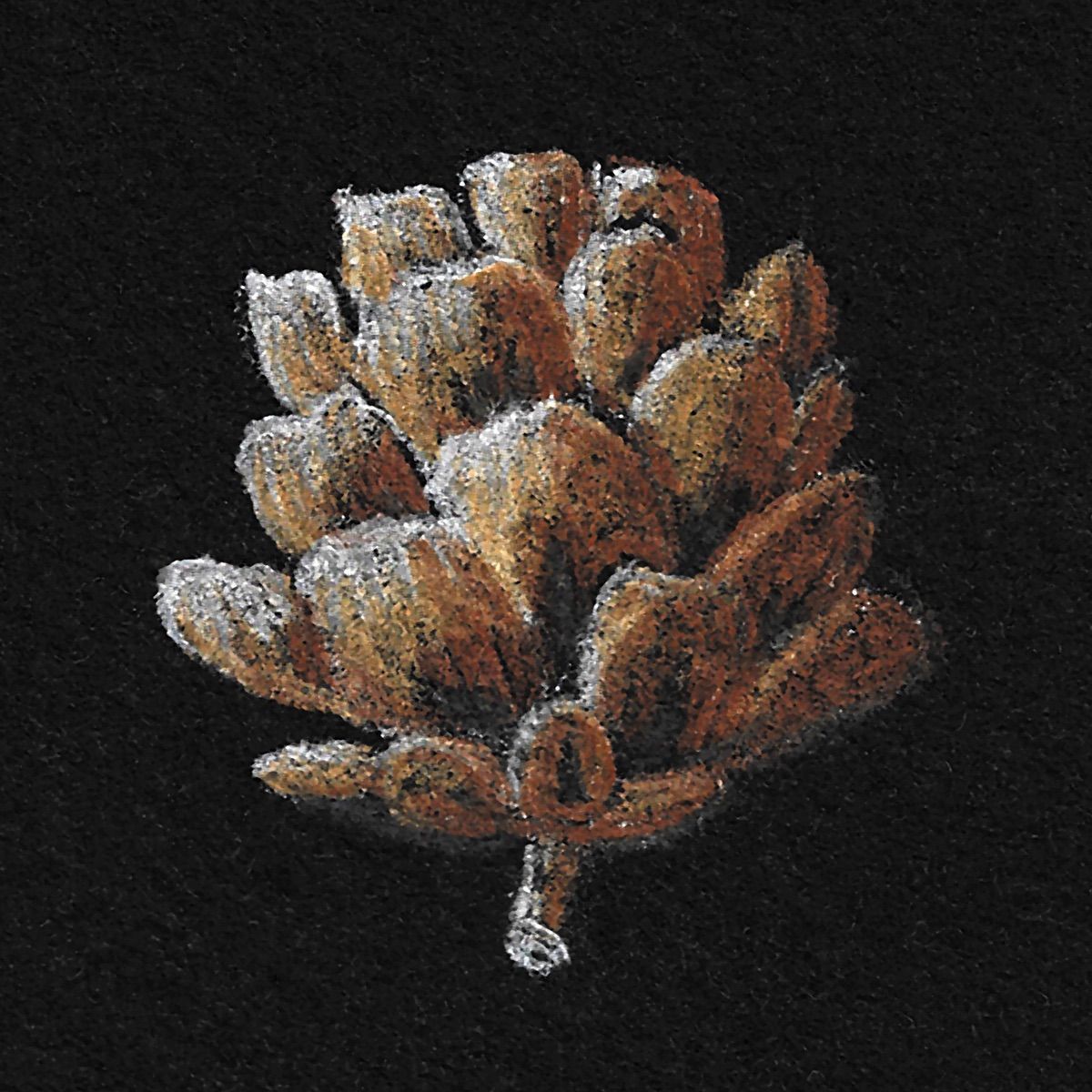 Figure 3 (a). Larch cone on Aqua Black, rendered in Coloursoft pencils.