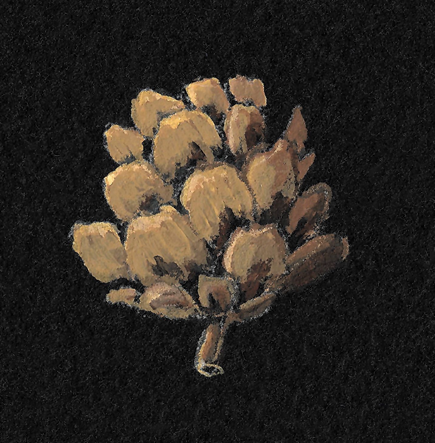 Figure 3 (b). Larch cone on Aqua Black, rendered in Coloursoft pencils.