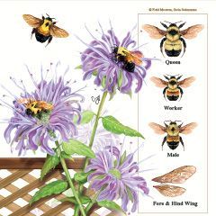  Bombus affinis, rusty patched bumble bees with native plants they depend on. Digital illustration. © 2023 Sorin Sukumaran.