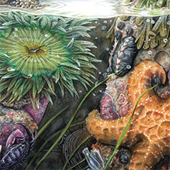 California Tidepools. Colored
pencil on hot press watercolor paper, 300 lb. ©2019 Nick Bezio