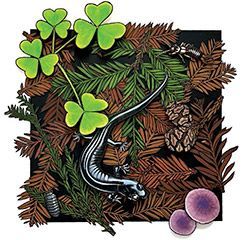 Tread Carefully in the Redwoods. SantaCruz black salamander (Aneides niger), redwoodsorrel (Oxalis oregana), European earwig
(Forficula auricularia), common pill woodlouse
(Armadillidium vulgare) and coast redwood
(Sequoia sempervirens). Gouache on hot press,
cut paper dimensional collage. © 2024 Brynna
Reilly, she/her. brynnaillustrates.square.site
