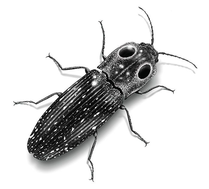 Figure 3: Eyed click beetle (Alaus oculatus). Adobe Illustrator and Photoshop. © 2008 Science Lab Studios, Inc. 
