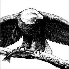 Bald Eagle with Fish and Great
Horned Owl, © Gail Guth;
scratchboard.