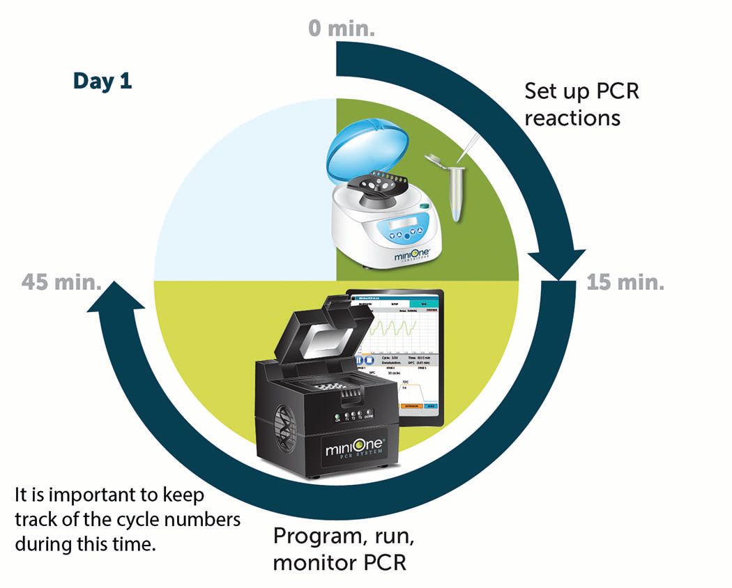 Figure 7: PCR Cycle Count Day 1 Experimental Timing. Adobe Illustrator. © 2019 Embi Tec 