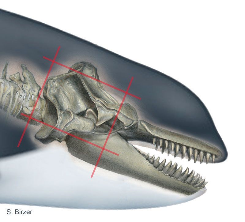 Orcinus orca, Killer Whale cranium [mirrored here], ©2015 Sharon Birzer, (with thanks to VZAP for bone scan reference) 