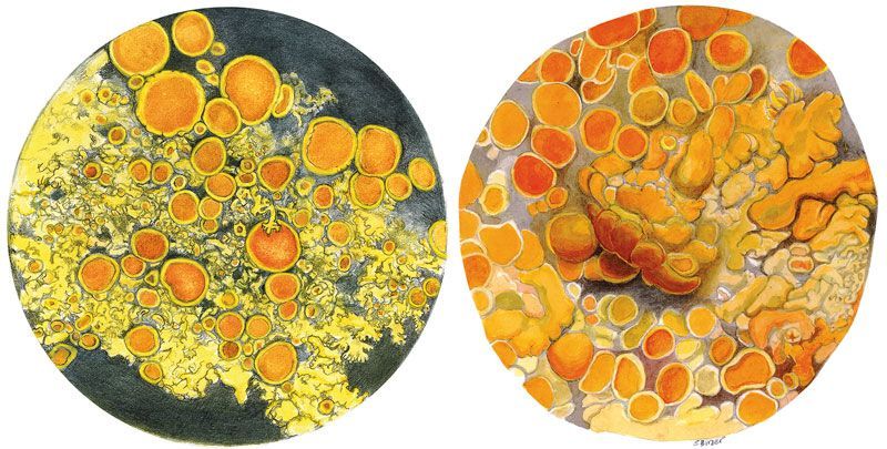 Figure 2:  Two species of lichen drawn for interpretive panel (see Fig. 6), ©2015 Sharon Birzer 
(left) Candalaria Meneziesii on sitka spruce twig 
(right) Xanthoria sp. 