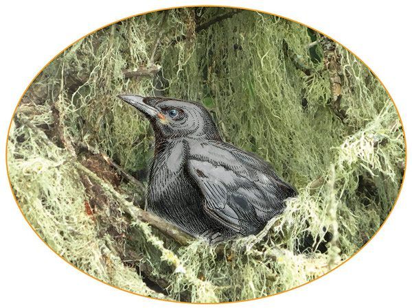 Figure 3:  illustration of baby crow; ©2015 Sharon Birzer. 