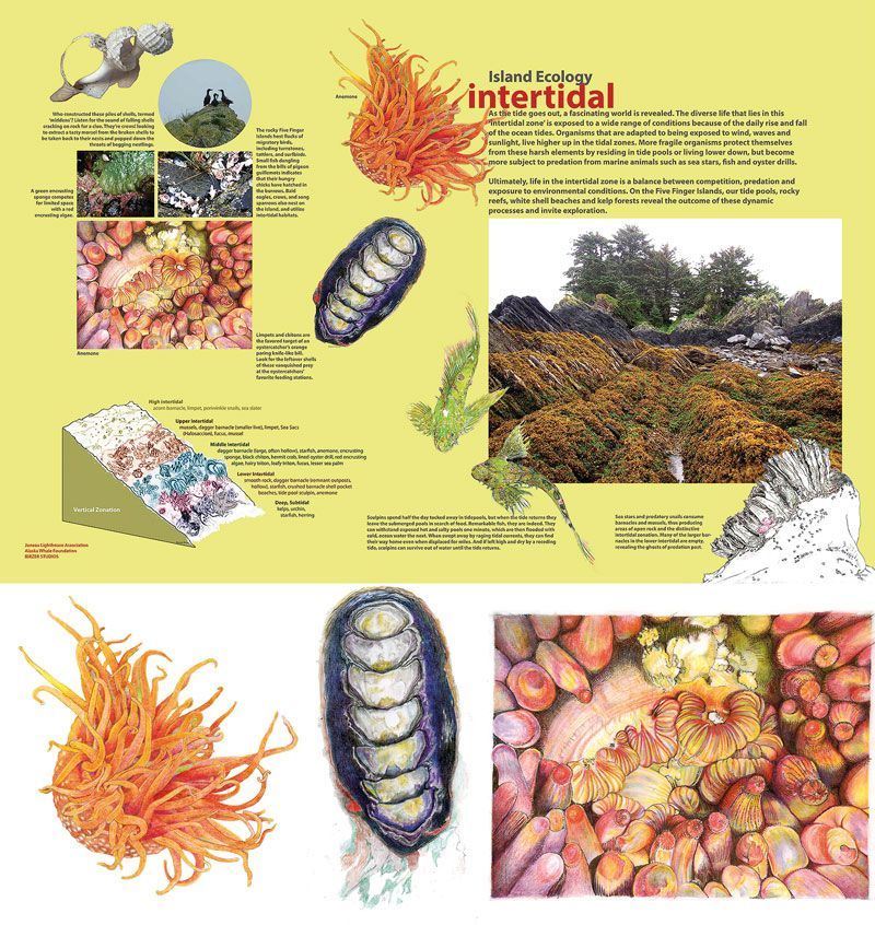 Figure 6:  (top) Intertidal island ecology panel, ©2015 Juneau Lighthouse Association and Birzer Studios 
Individual images:  (bottom) ©2015 Sharon Birzer: 
Left: Metridium senile (Short Plumose Anemone) 
Middle: Katharina tunicata (Black Katy Chiton) 
Right: Urticina coriacea (Rose Anemone) 