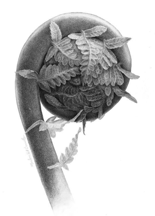 Cladophlebis crozier
 graphite and carbon dust ©2009 Marlene Hill Donnelly 