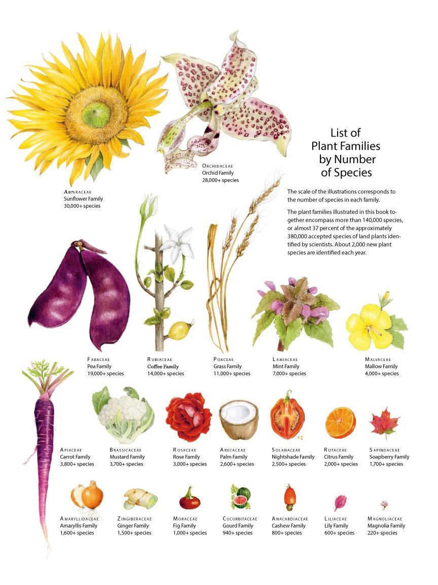 Illustration of plant families scaled by size according to their number of species.