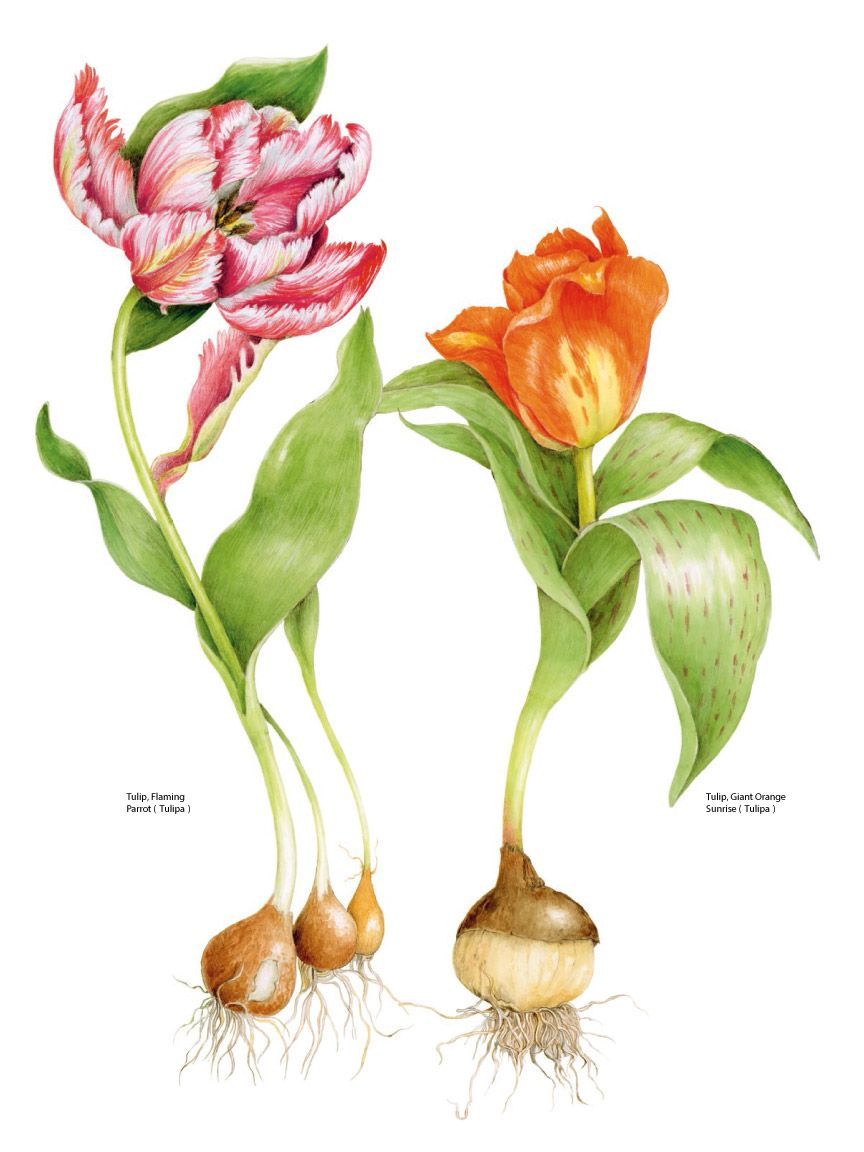 Lily family tulips.