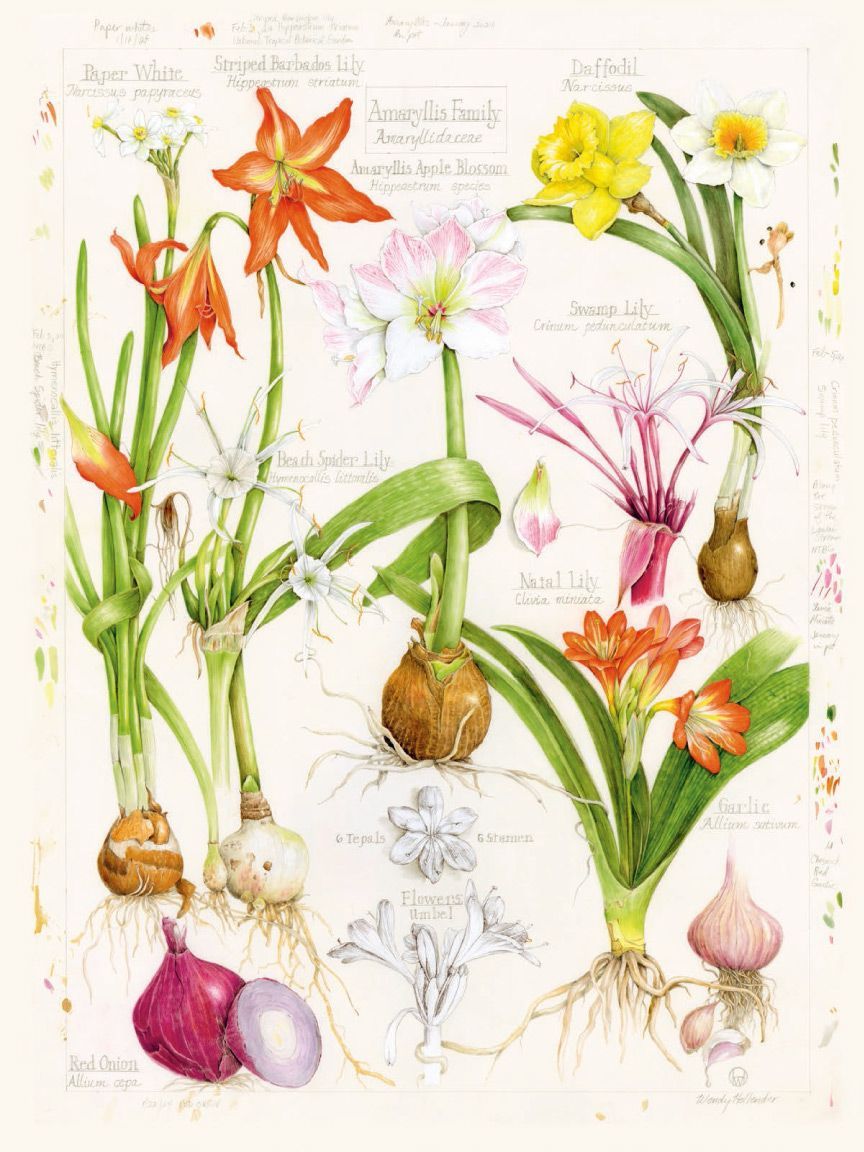 A plate of illustrations of lillies and allium bulbs (garlic and red onion)
