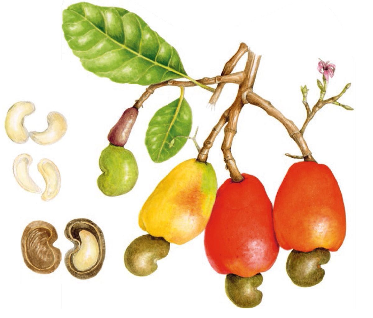 Botanical illustration of cashew fruits and nuts on a branch with leaves and a flower.