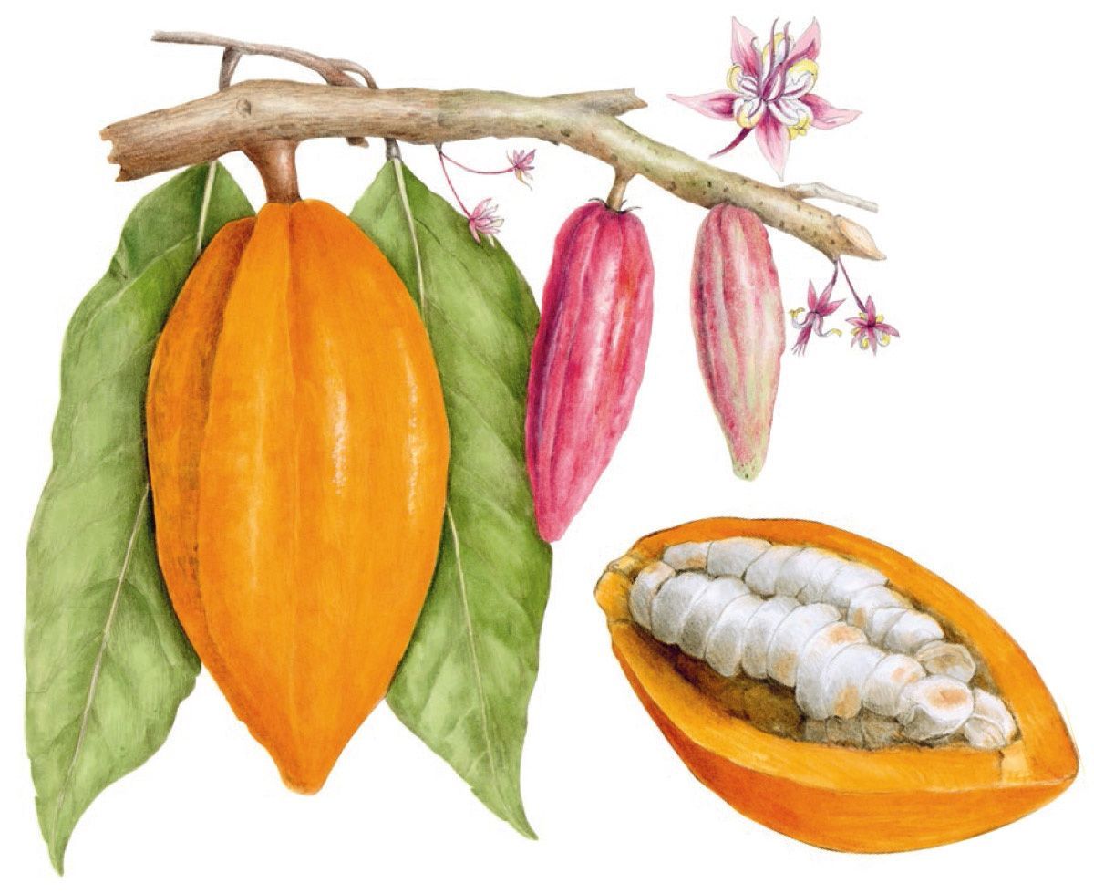 Botanical illustration of cacao seed pods on a branch and cut open