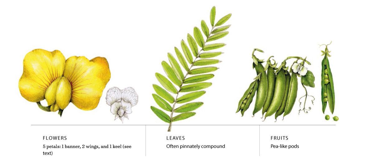 Pea flowers, leaves, and pods.