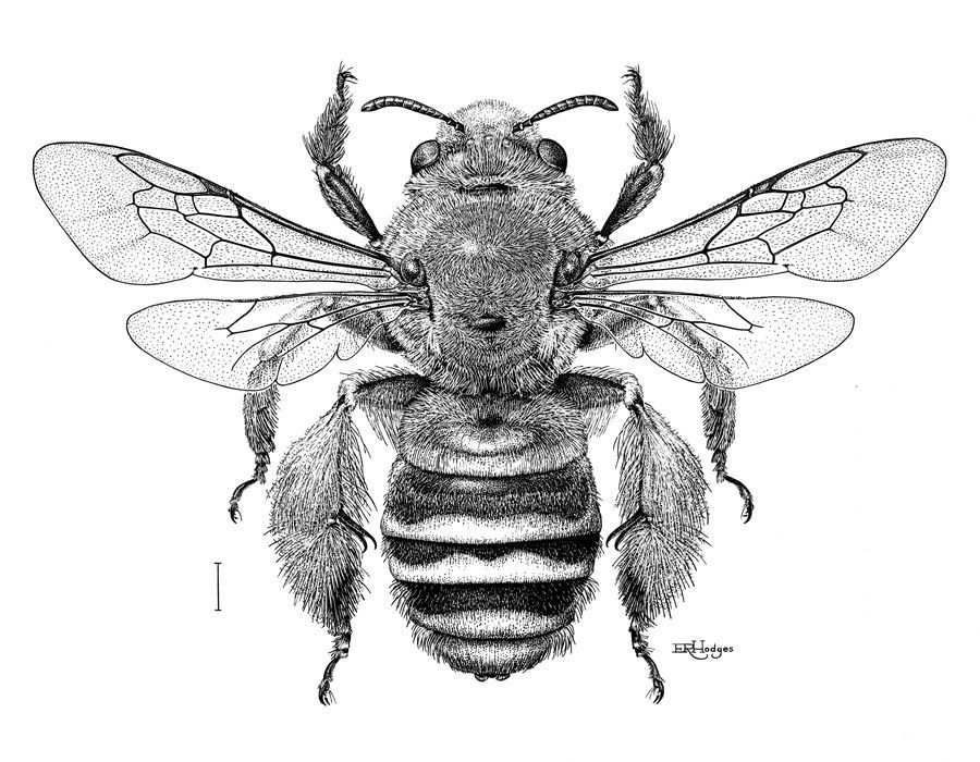 Diadasia rinconis Cockerell (female) (Hymenoptera: Apidae), ink on scratchboard, 1981. ©Smithsonian Institution