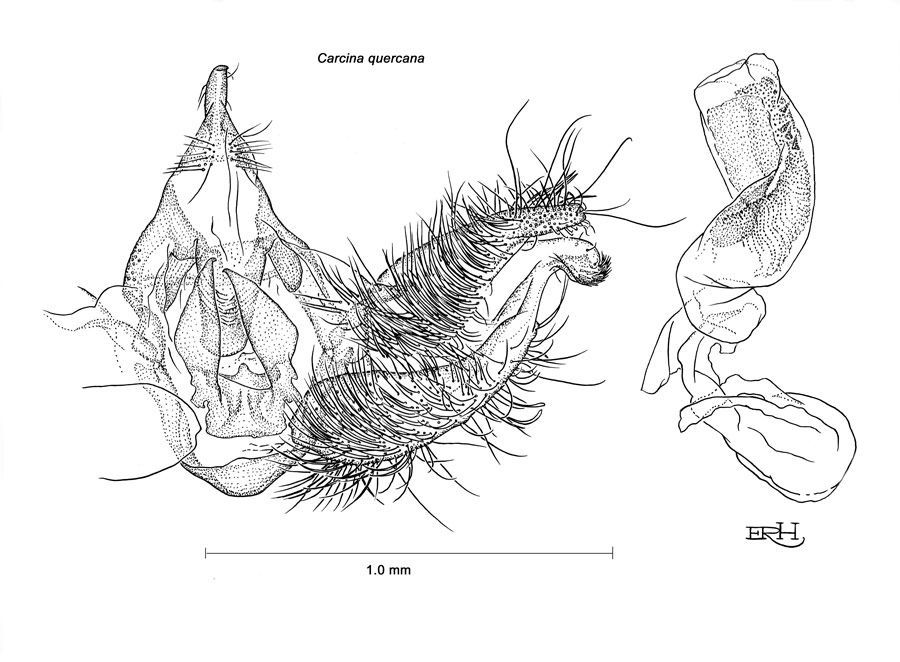 Moth Carcina quercana (male genitalia), pen and ink, 1981. ©Smithsonian Institution
Moths of America North of Mexico Gelechiodea by R. W. Hodges pub.