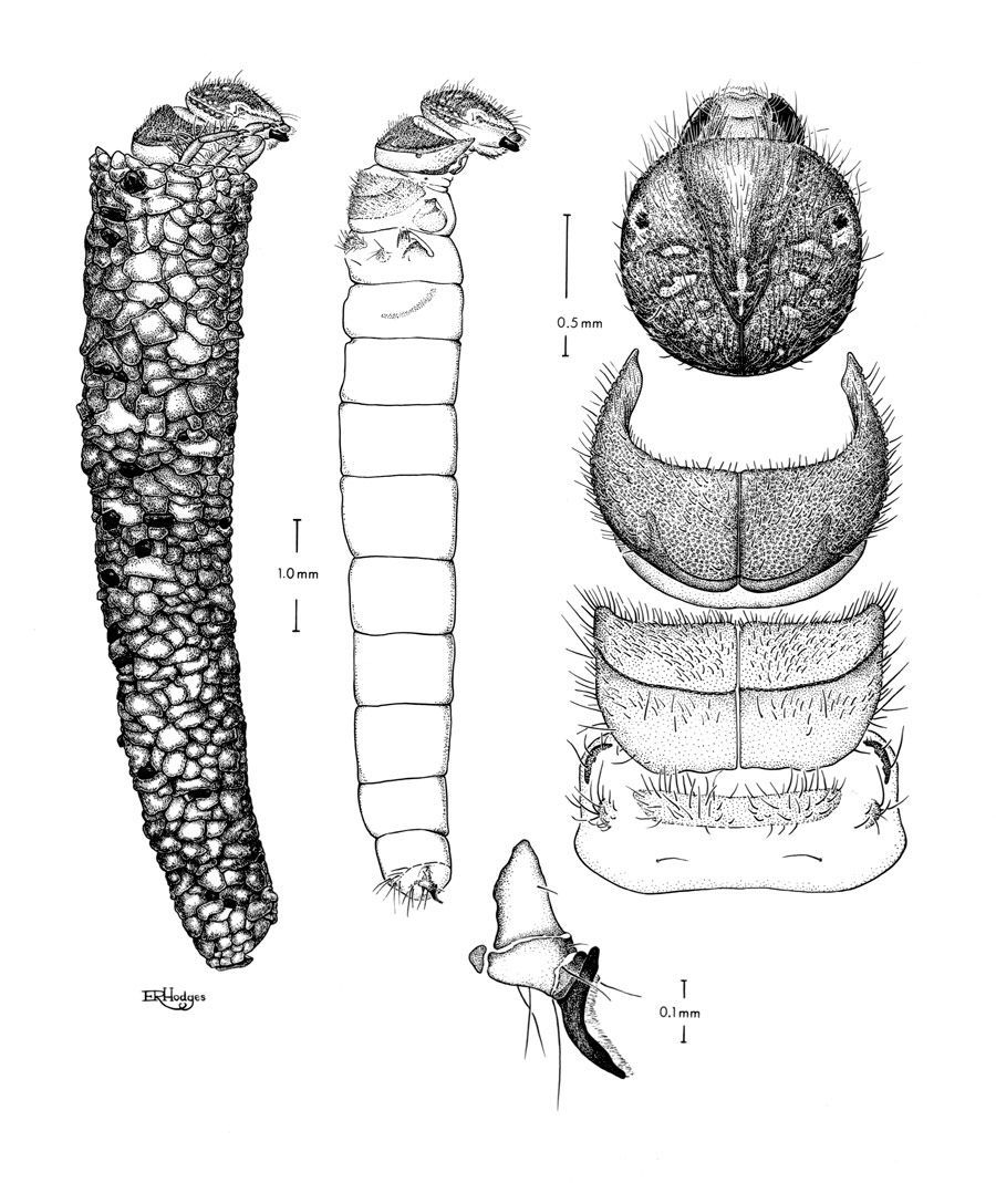 C. penalii, Caddisfly plate, larva: head and larval cases of Contulma penaii drawn for Oliver S. Flint (unpublished). ©Smithsonian Institution