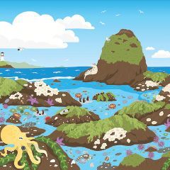 Tidal pool illustration from Search the Ocean: Find the Animals, published by Rockridge Press.