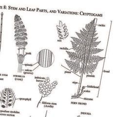 Illustrations from the book, Flora of
the Chicago Region. Plate 8:
Stem and Leaf Parts, and Variation: Cryptogams ©Kathleen Garness,
unless otherwise noted.