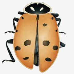 Lady Bird Beetle (Coccinellidae) from the Hanford area of Richland,
Washington, USA. ©1998 Cornelia
Hesse-Honegger