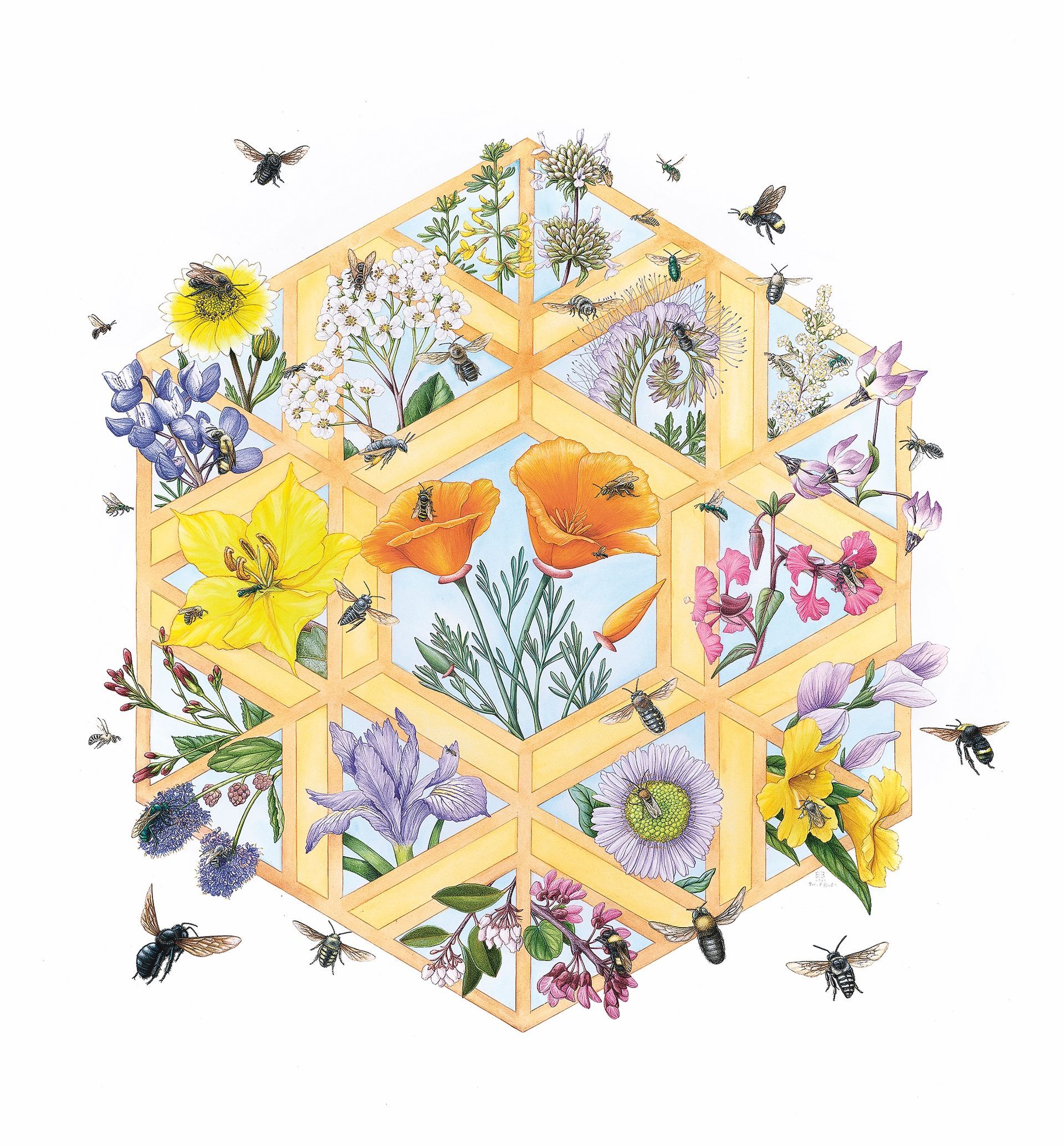 “Look Closer,” a large painting of California native bees and wildflowers.