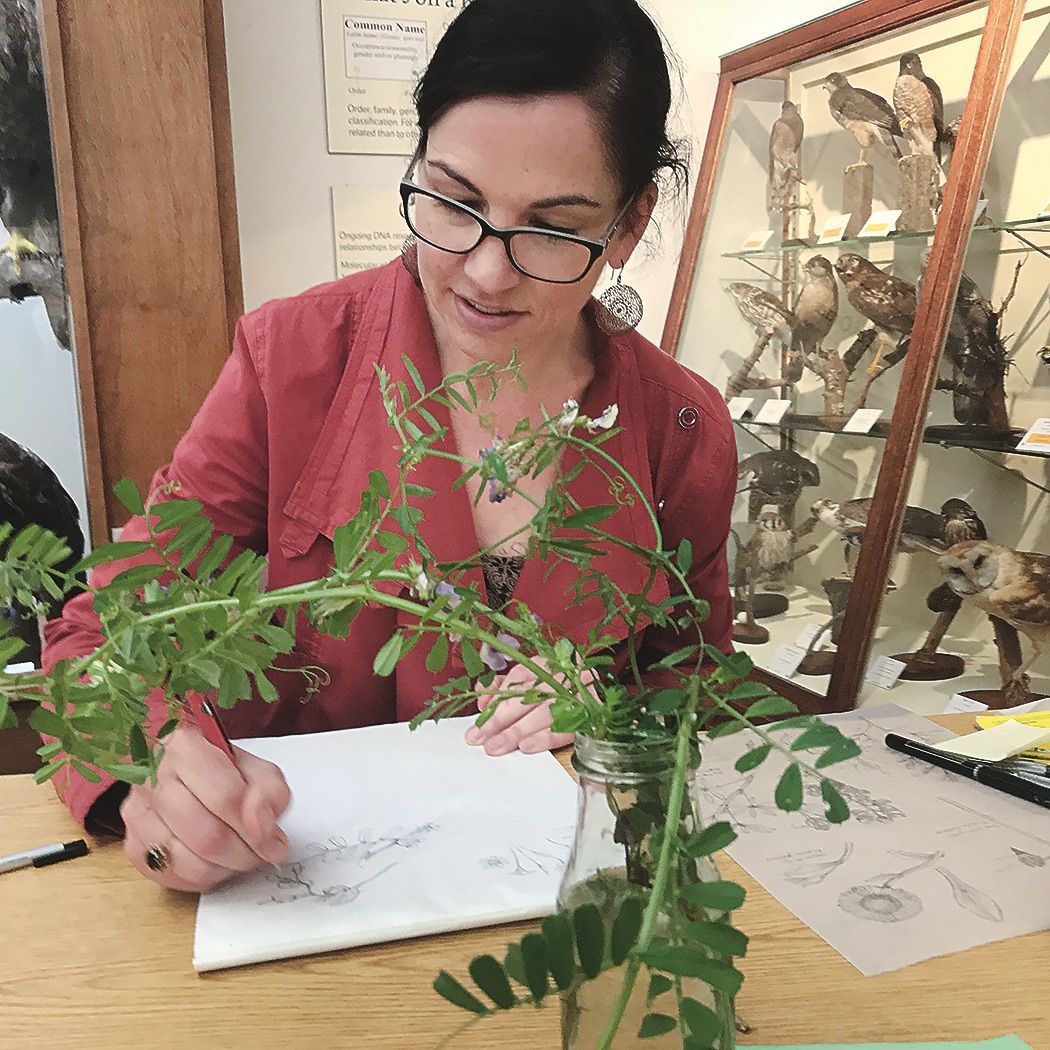 Author sketching plant specimens at the California Native Plant Society’s annual wildflower show