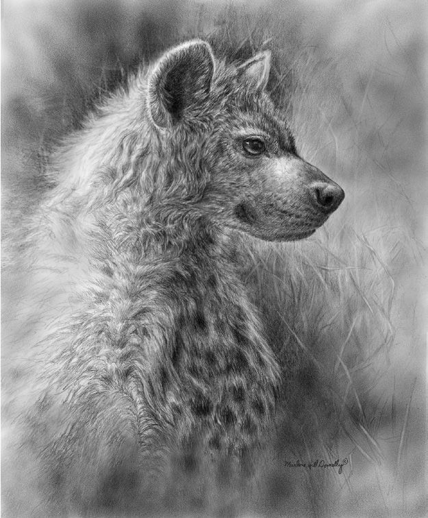 Juvenile Hyena, carbon
dust © 2002 Marlene Hill
Donnelly