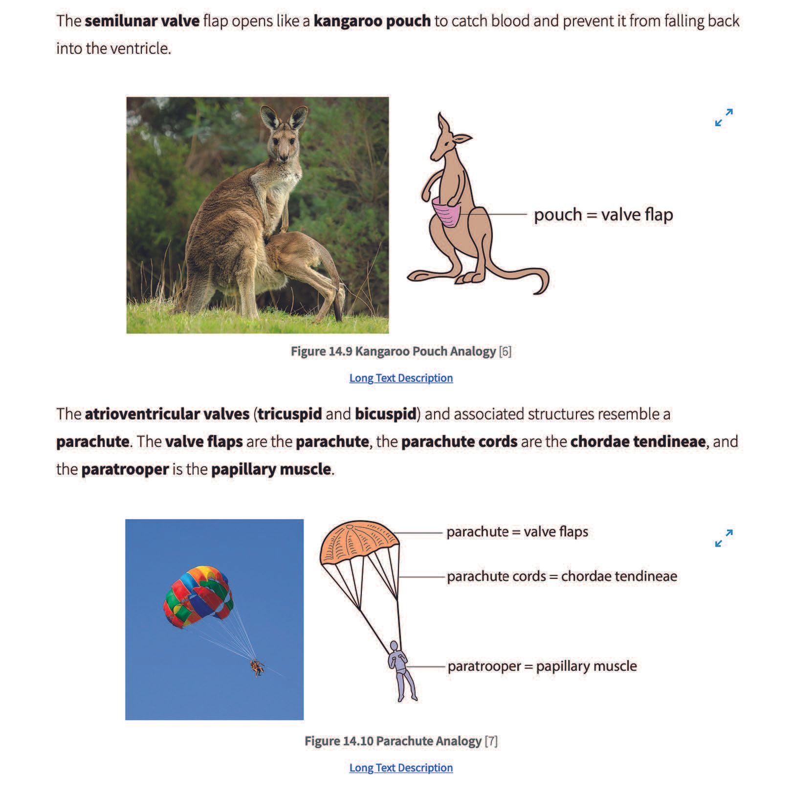 Familiar analogies help
students better understand
the anatomy of heart valves ©Paul A. Krieger
